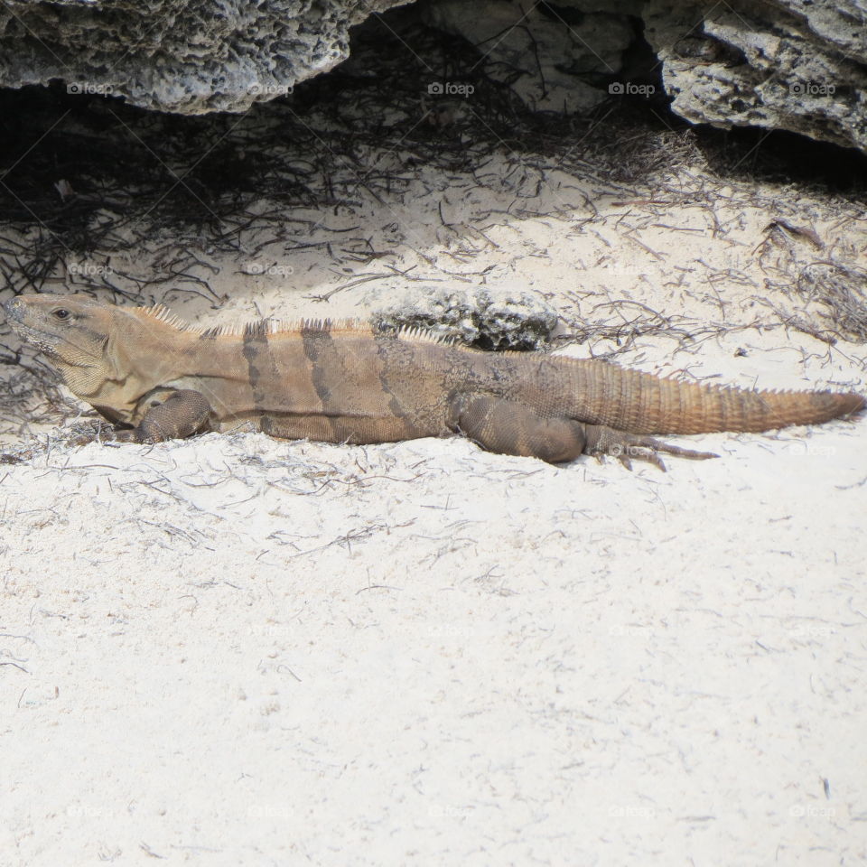 Iguana.