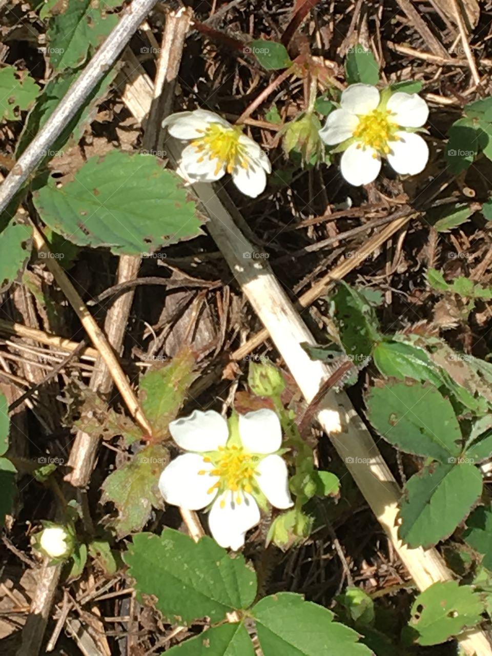 Wild strawberry plants & flowers 