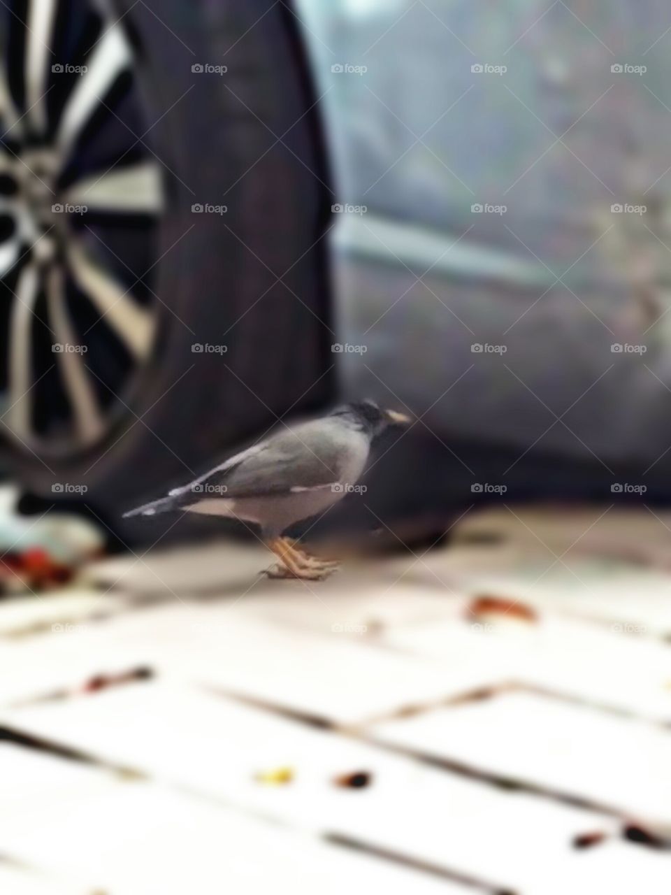 Capturing Bird In The Frame Of Camera