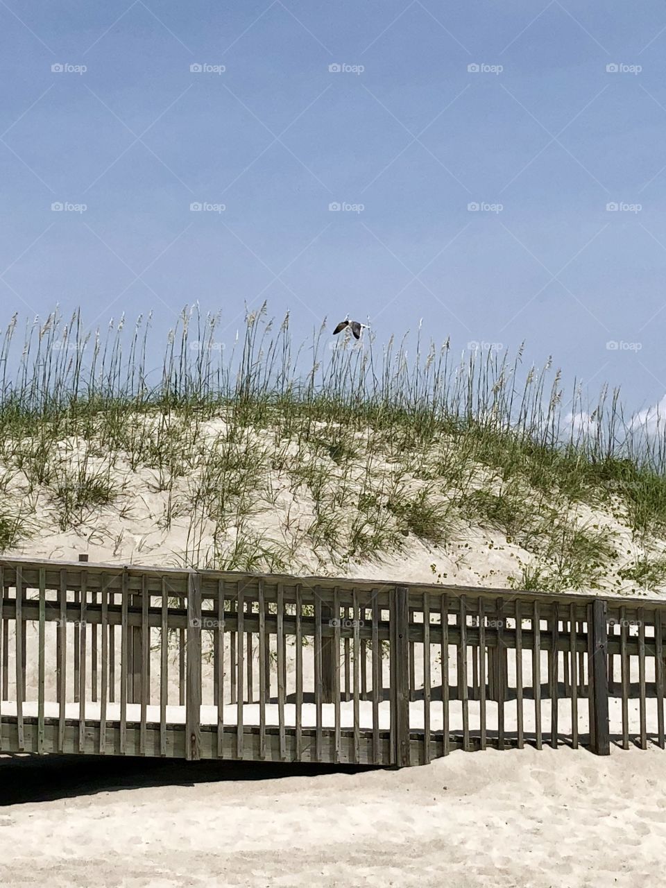 Seagull flying over beach