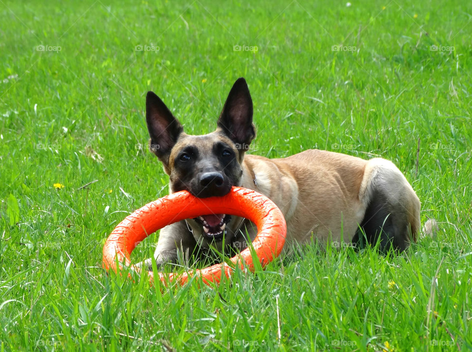 Malinois