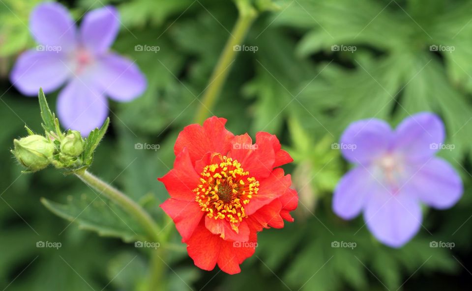 Red poppy between blue flowers