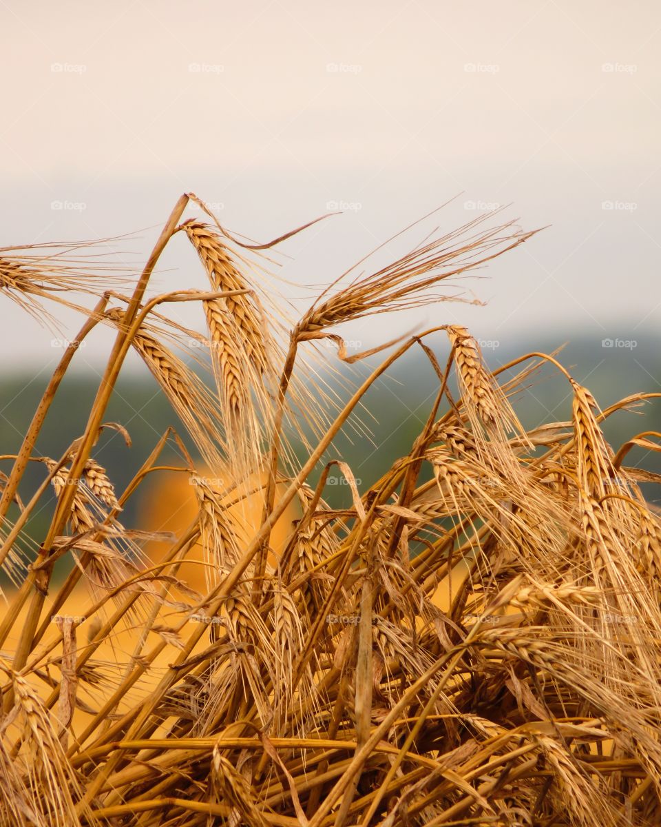 Close-up of a field