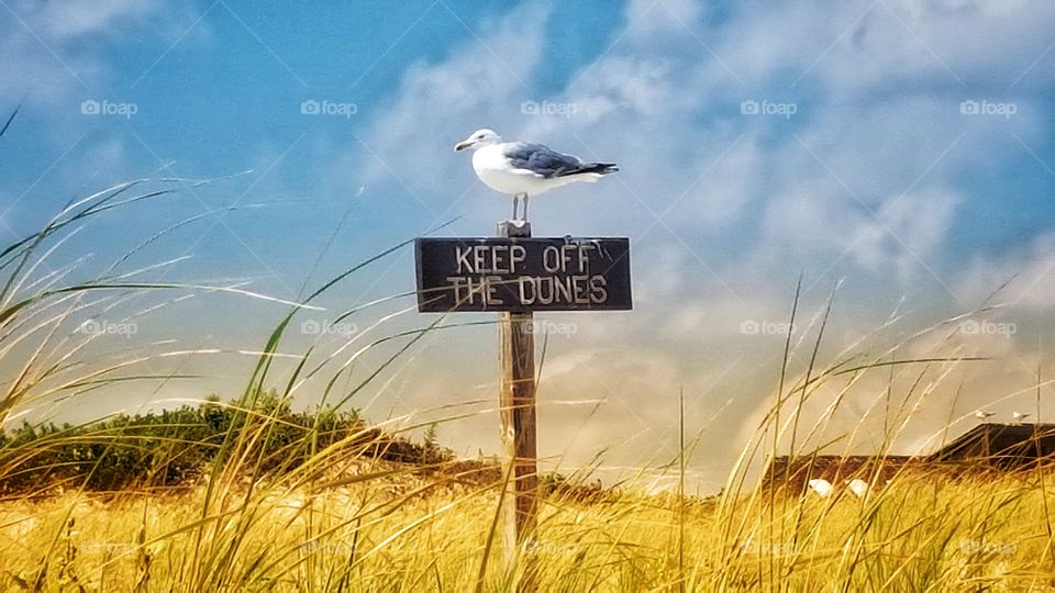Seagull sitting on a sign that reads "Keep off of the dunes" on the beach surrounded by sand, tall grass, blue skies