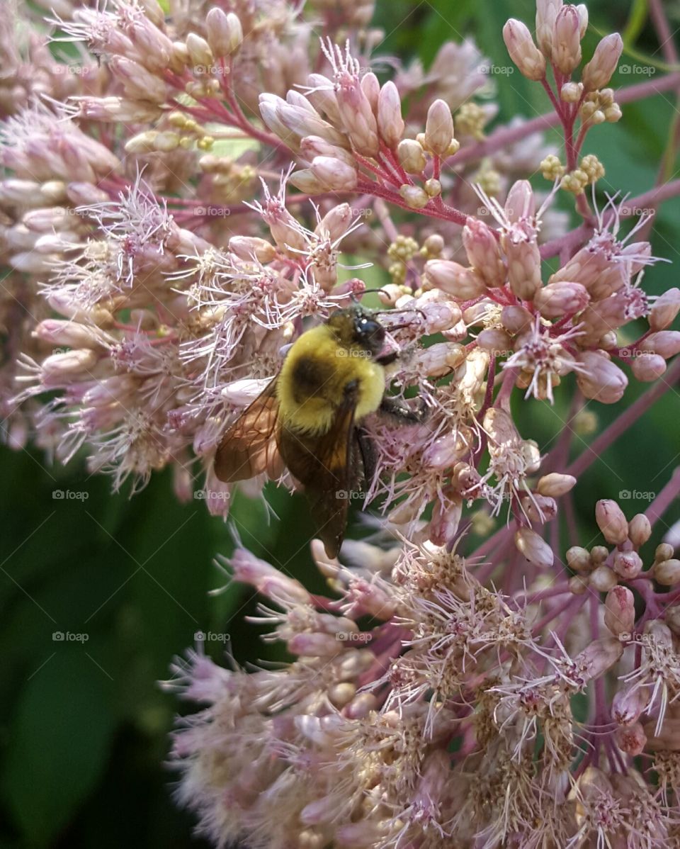 Bees on Flower