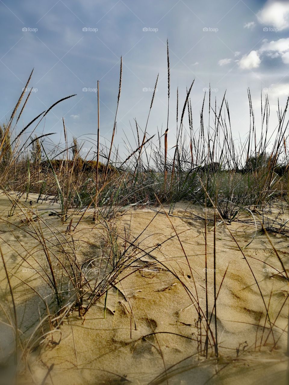 November dune