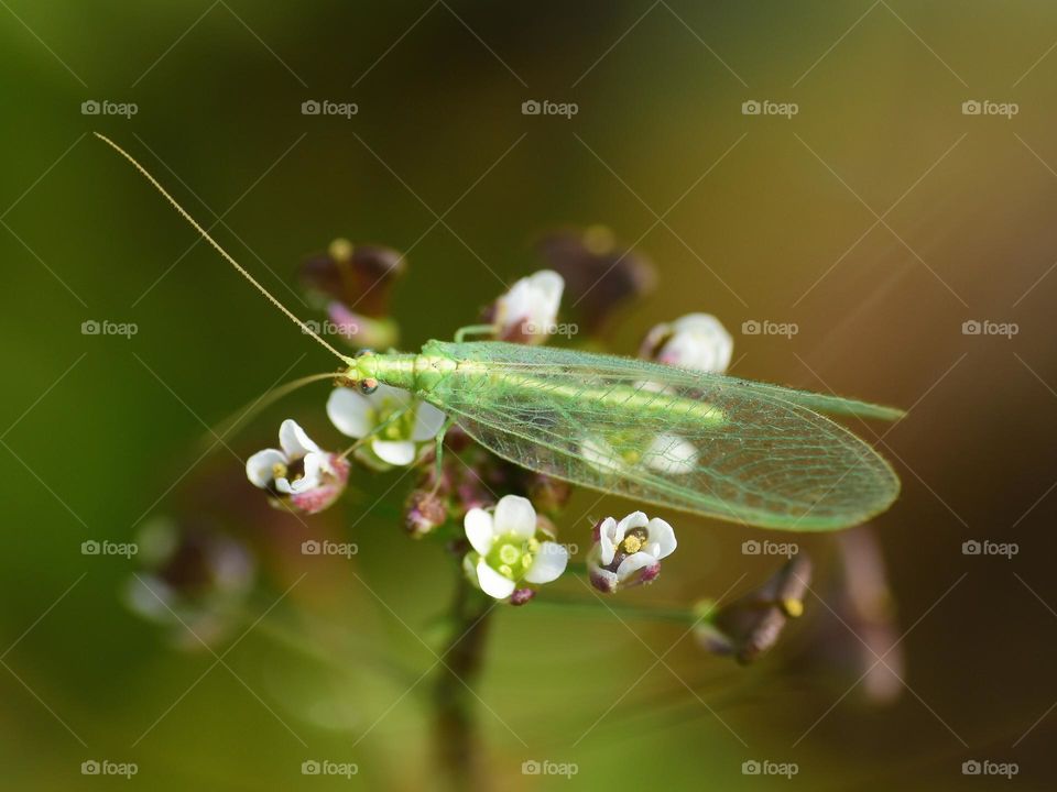 macro of grace lacewing