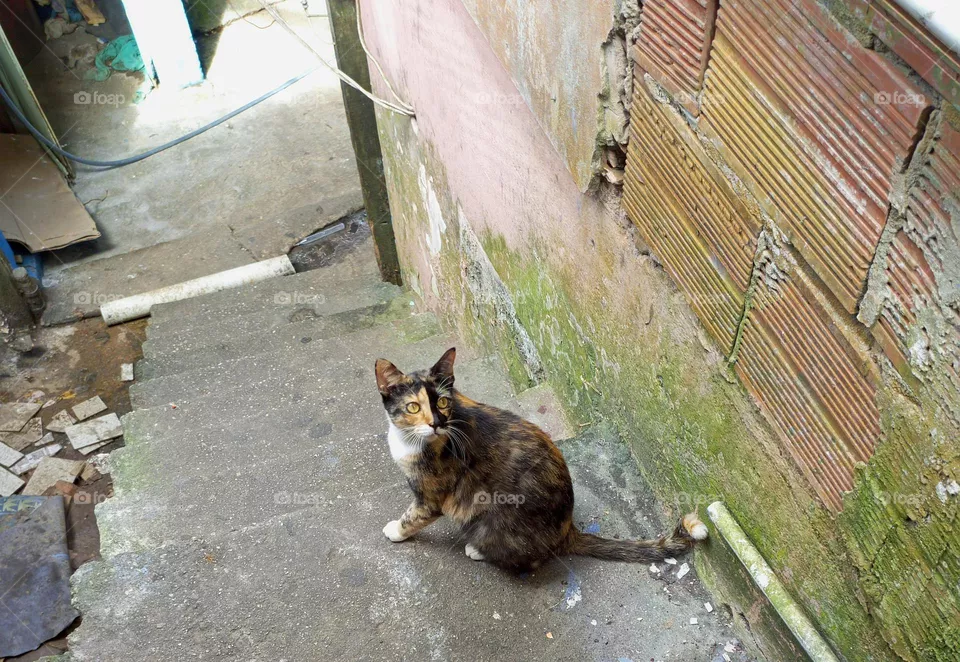 two face cat