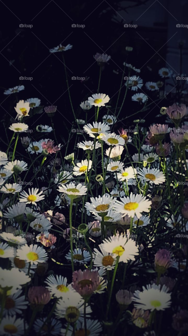 Daisy's saying hello