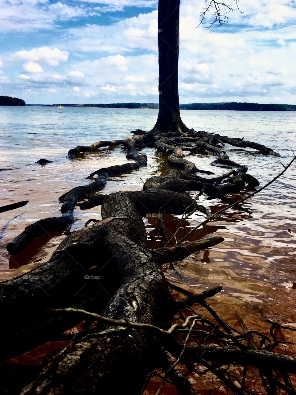 Long snaking roots reaching across the water to get to lakeshore at Jordan Lake near Apex North Carolina in the Raleigh Triangle area. 