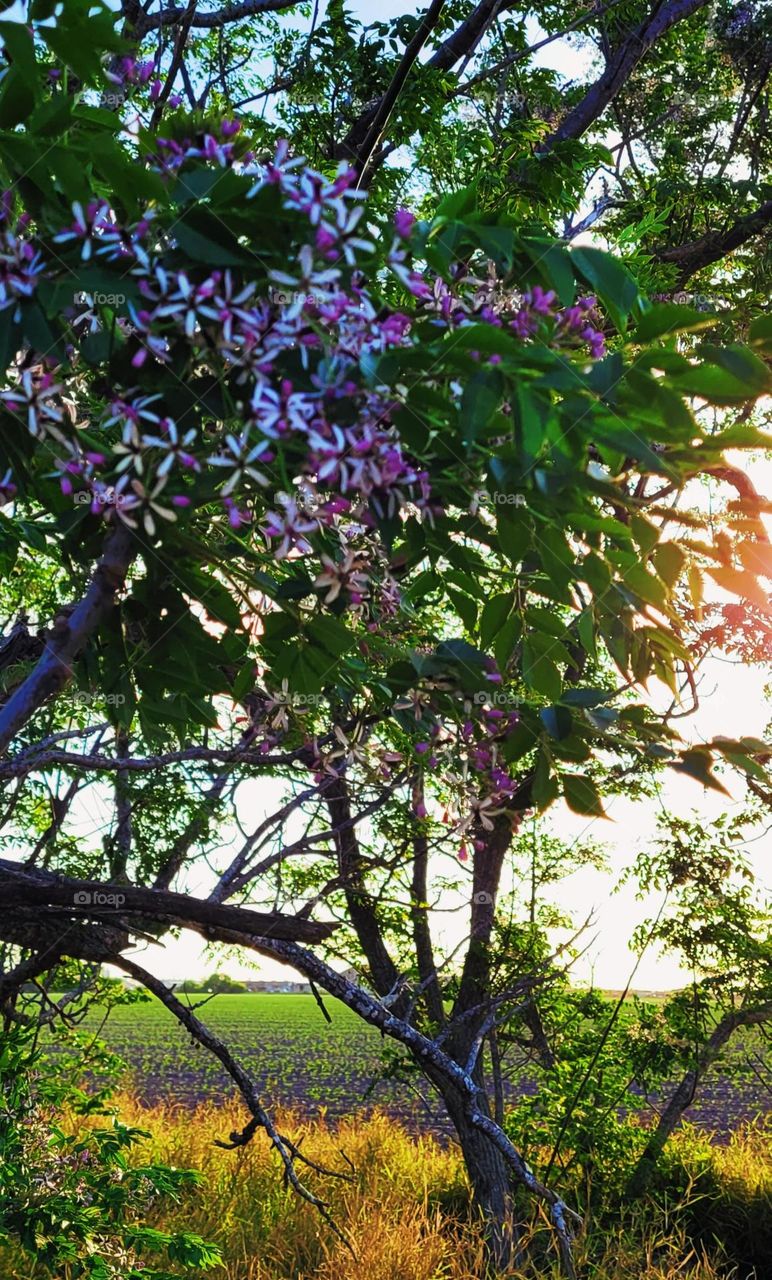 Chinaberry tree in full bloom.