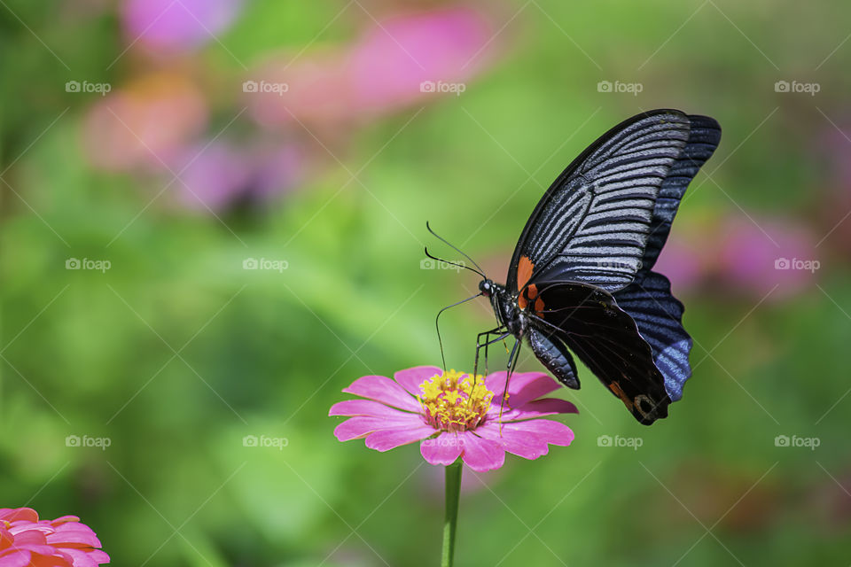 Black Butterfly on Pink Zinnia Bright colors in garden.