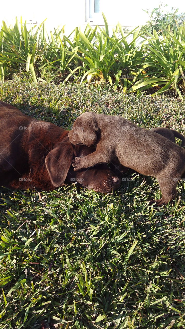 brownie. mum and puppie