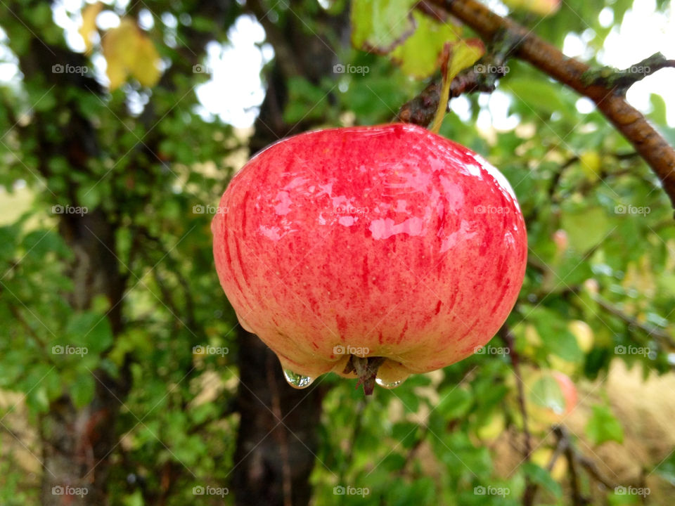 green red tree autumn by cabday