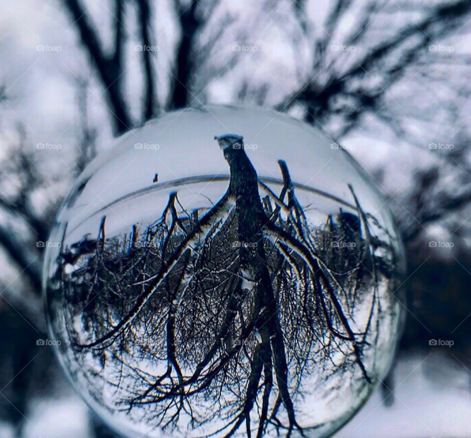 Snow-covered tree through a lens ball—taken in Dyer, Indiana 