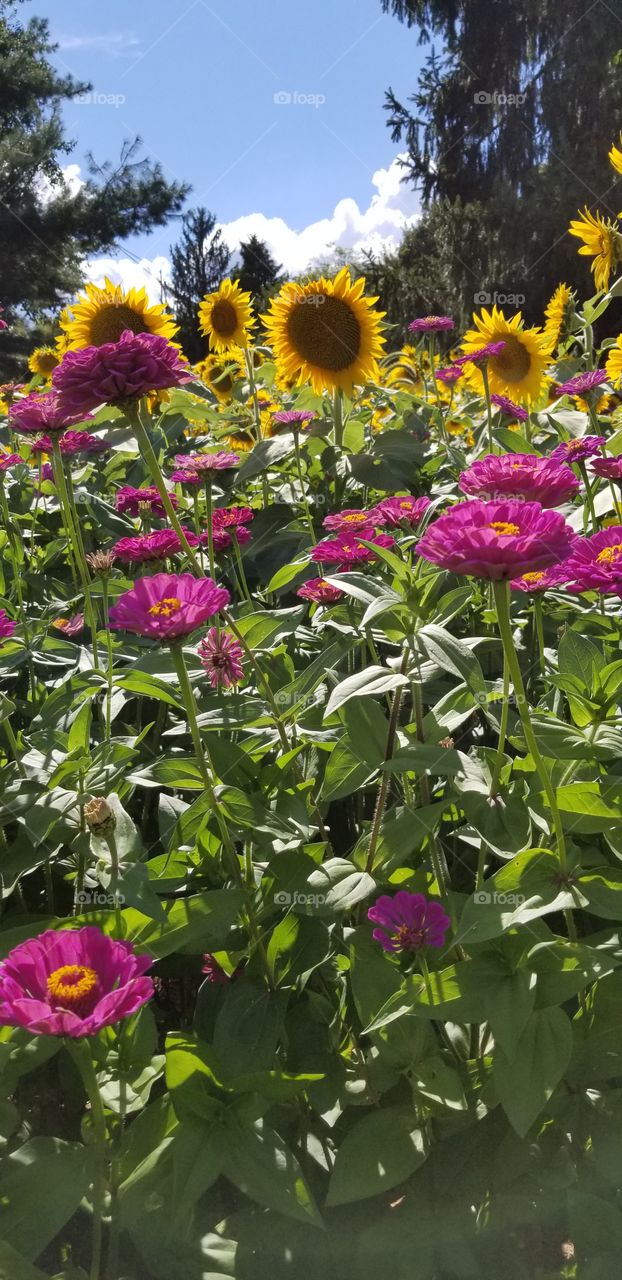 Beautiful summer flowers