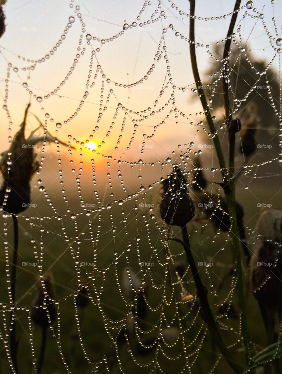 Close up of a spider web at dusk