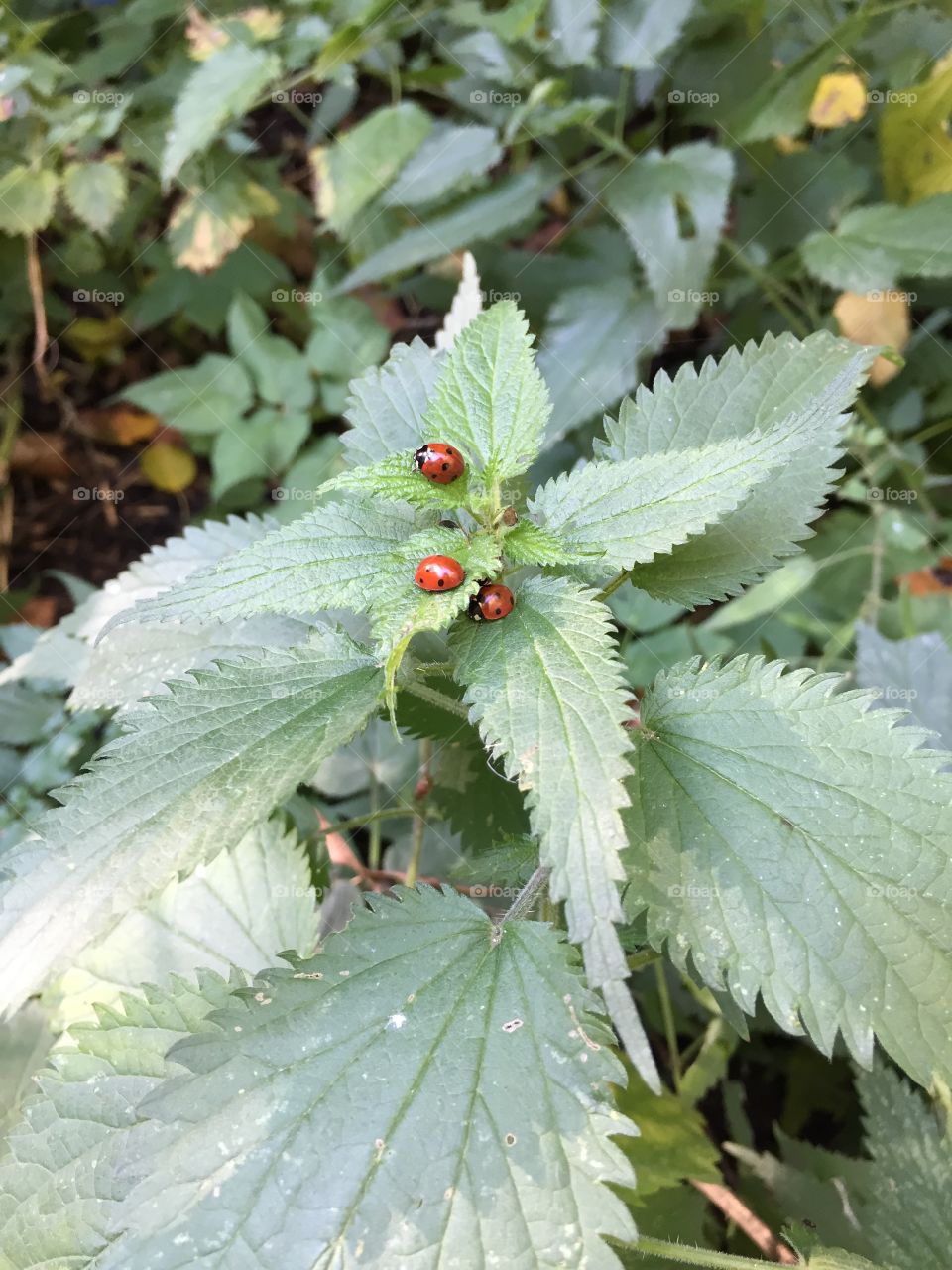 Three little ladybugs on the nettle leaves 