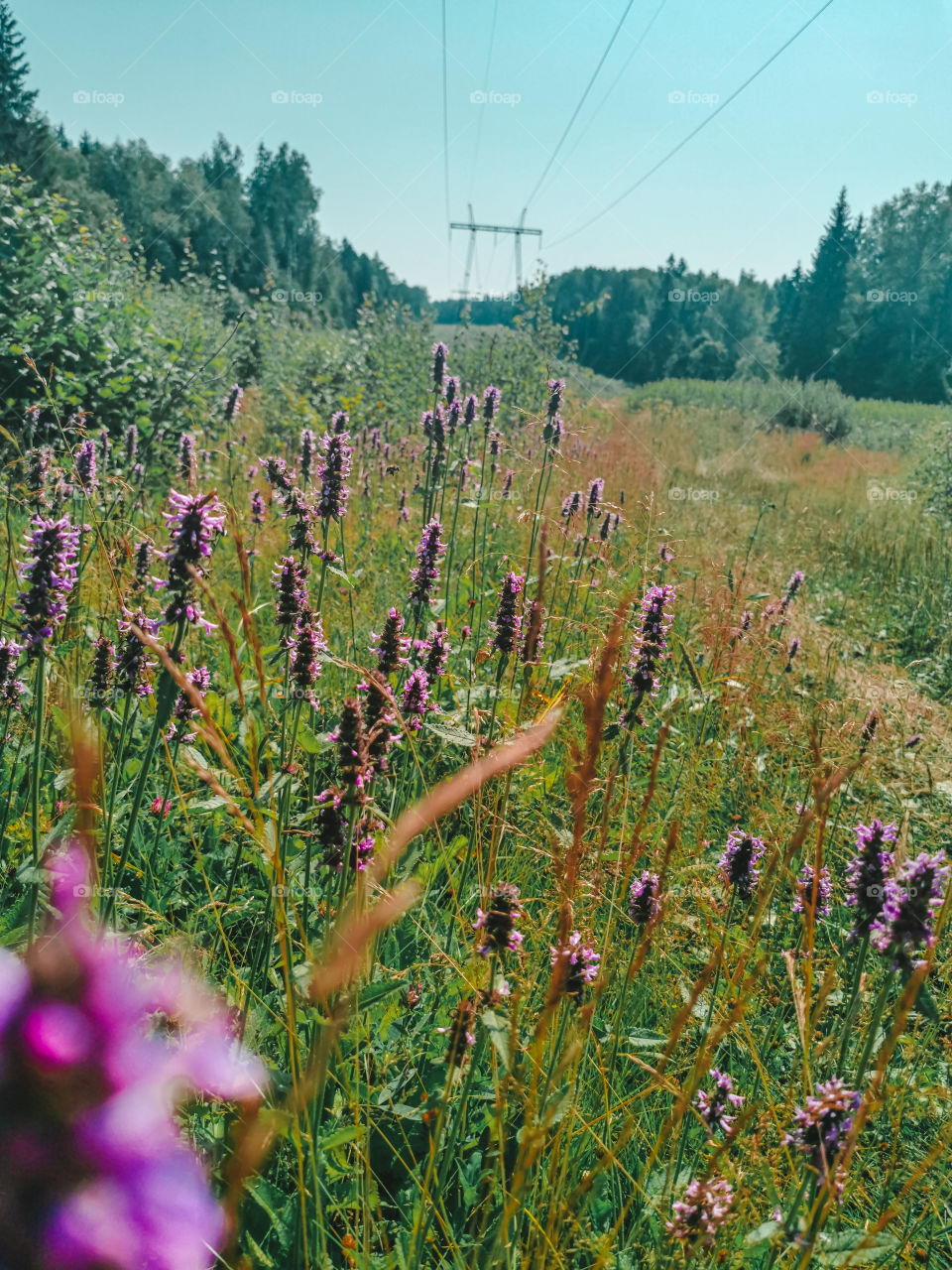 Pink wildflowers in nature