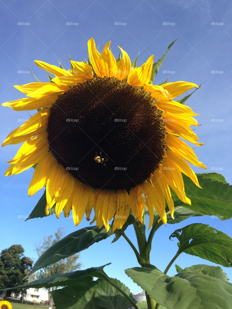 Large sunflower against blue sky