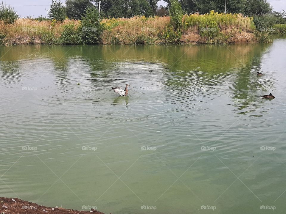 Dick in the pond