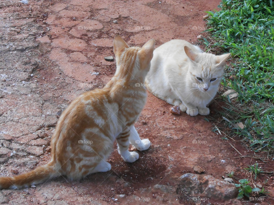 Two Cats