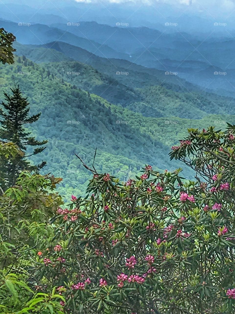 Sights from our drive-Mountain Laurel and the Blue Ridge Mountains