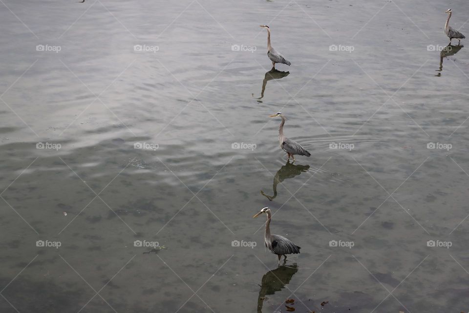 Herons in the shallow water 