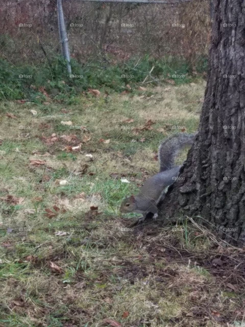 Tree, Nature, Wood, Environment, Park