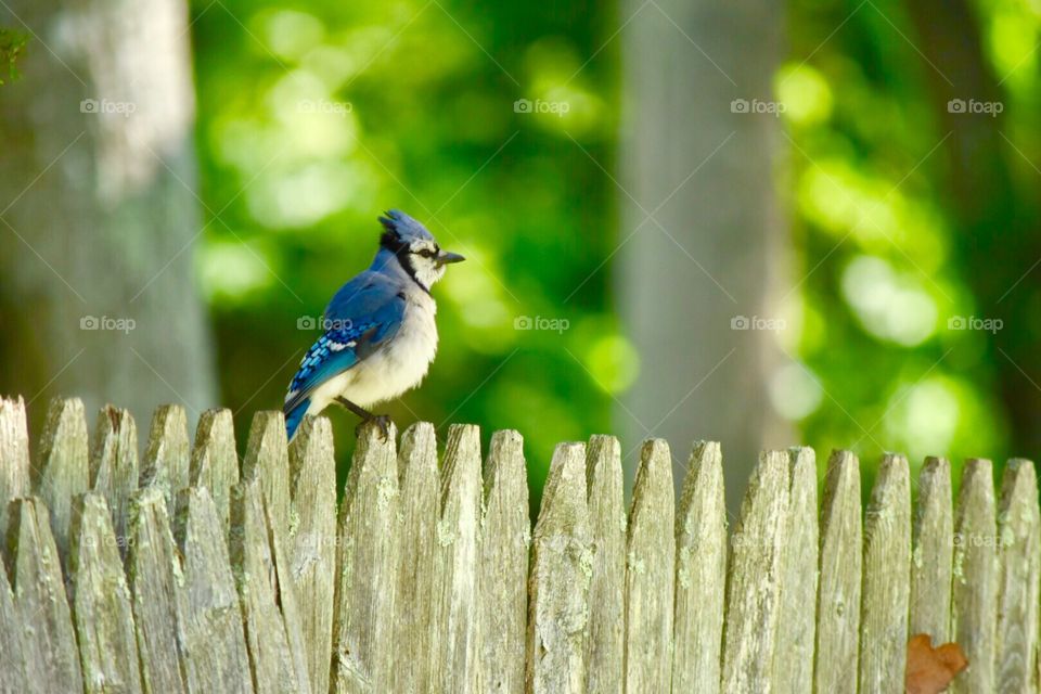 Birds , wildlife , fence , outdoors 