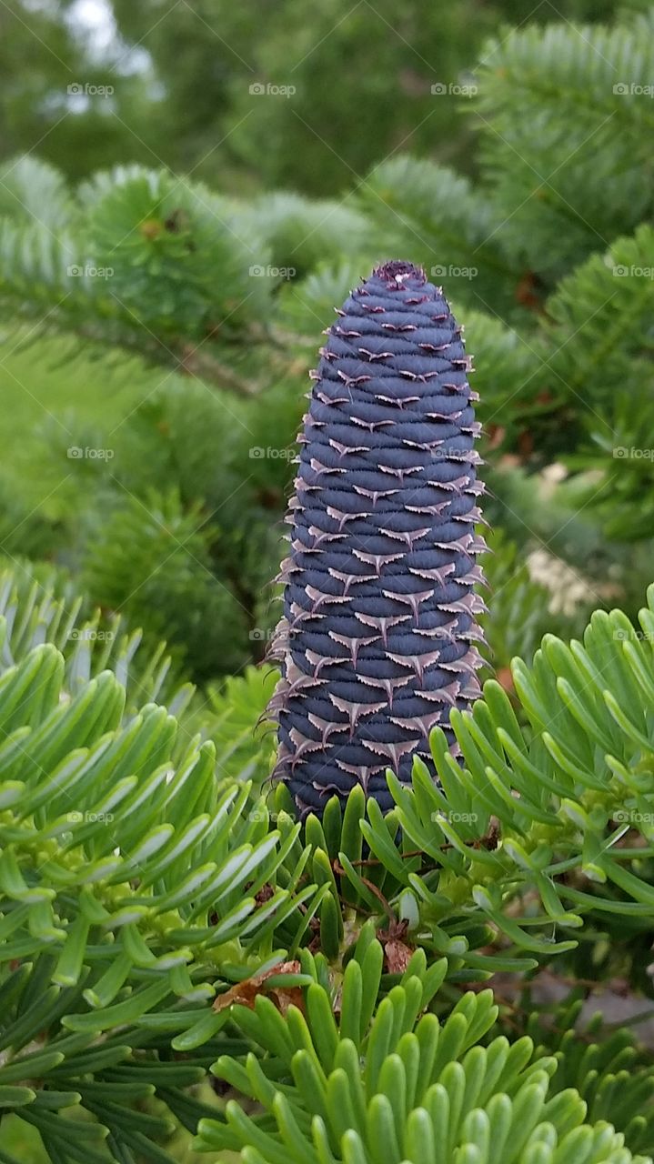 purple pine cone. Minneapolis conservatory 