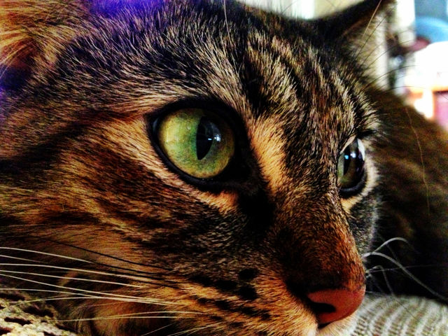 san diego green colors cat by emmanuelgr
