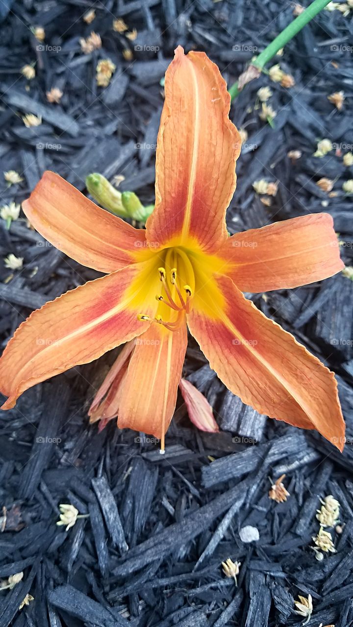 old fashioned day lily hermerocallis fulva