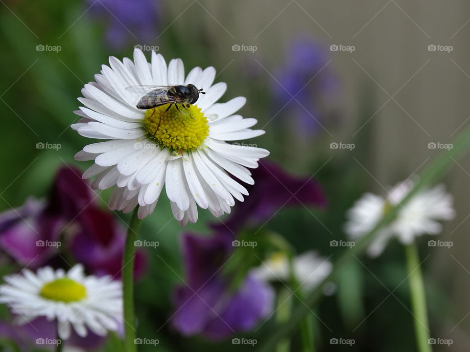 Nature of the Bee. Bee buzzing in my garden