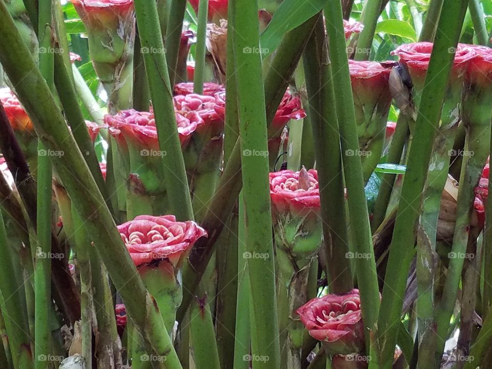 exotic flowers