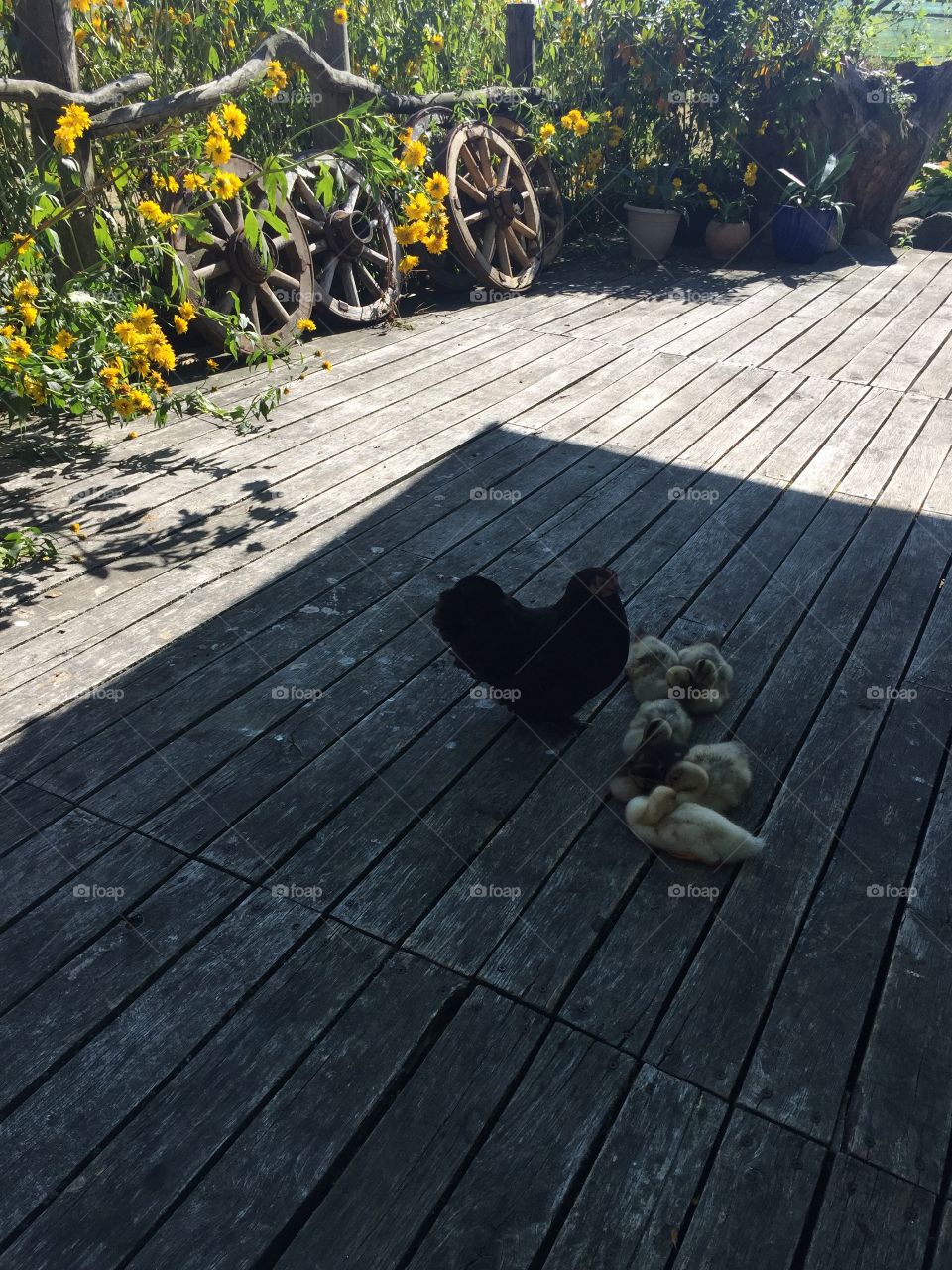 Hen cares for ducklings 