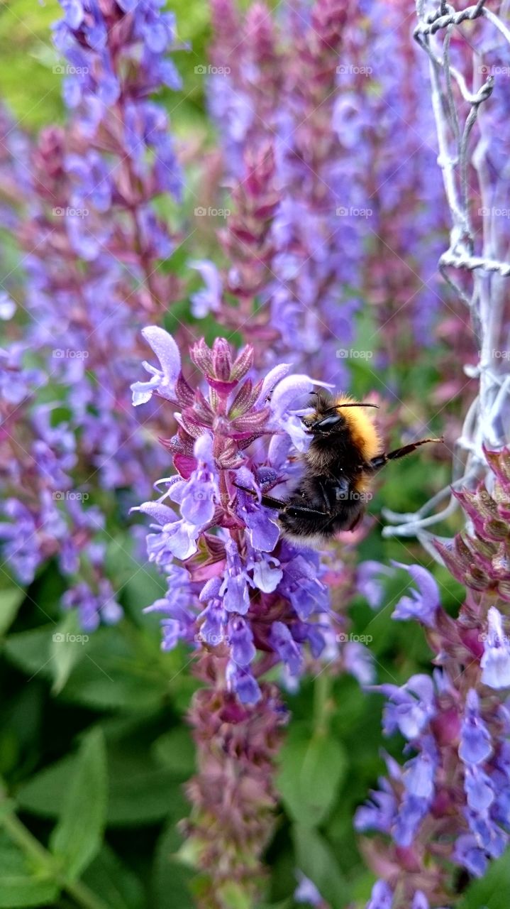 Humble bee on salvia flower