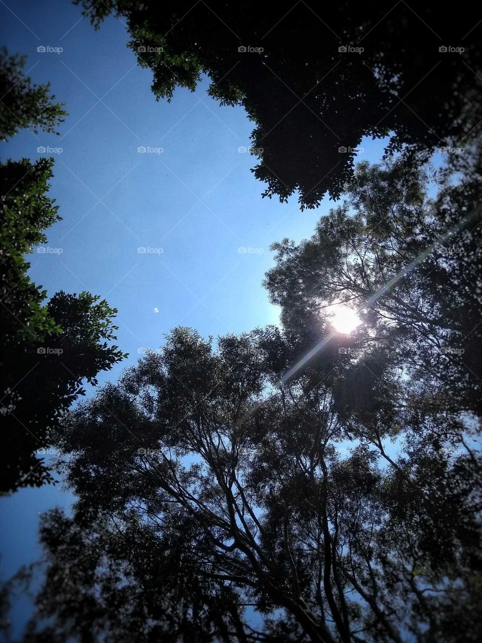 Es una foto tomada con un celular enviando el cielo con unos árboles a las orillas y el sol atravesando con sus rayos a estos árboles