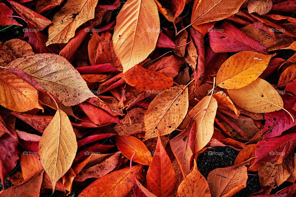 Pile Of Autumn Leaves, Colorful Leaves, Early Autumn Leaves, Colors Of Fall, Closeup Of Leaves, Colorful Harvest Time, Leaves On The Ground, Forest Leaves Changing Color