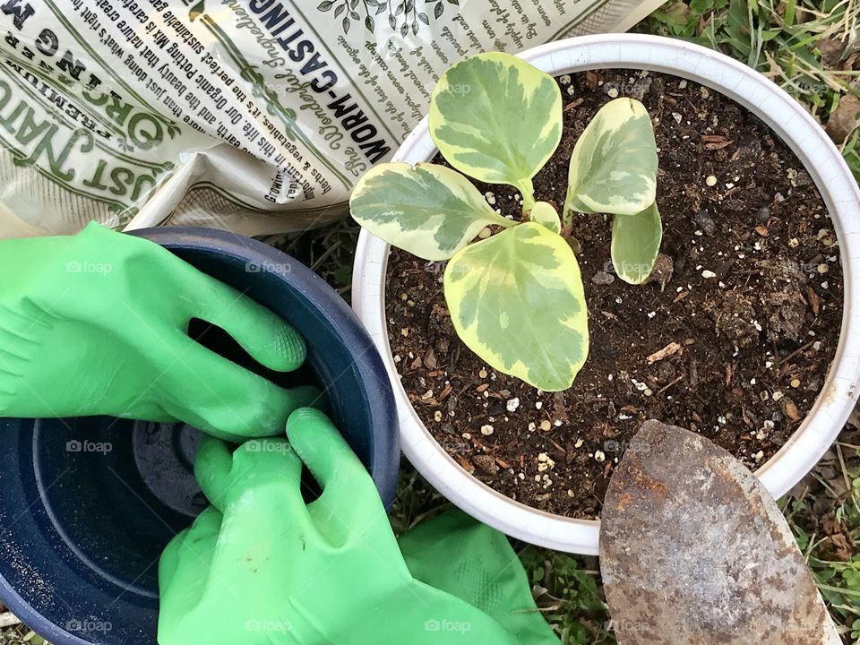 Green garden gloves, potting soil and a hand shovel. Repotting plants for spring. 
