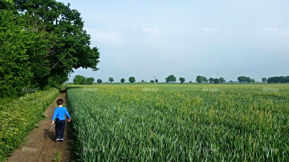 little boy walking by the green rye field in a spring day wearing blue tshirt