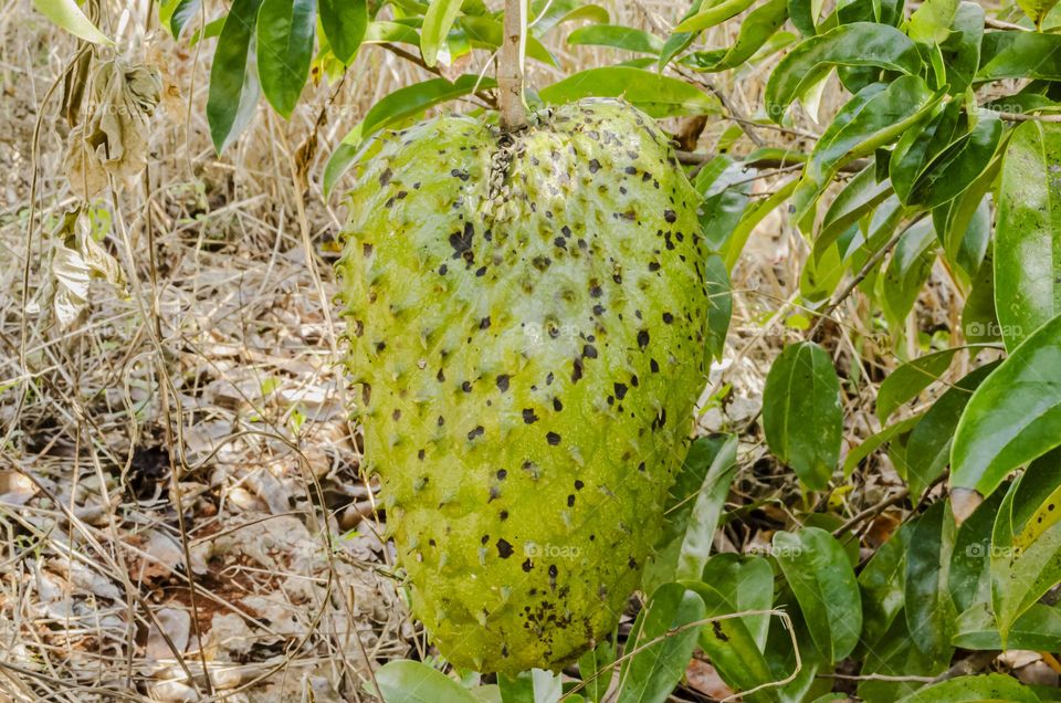 Closeup Of Soursop On Tree