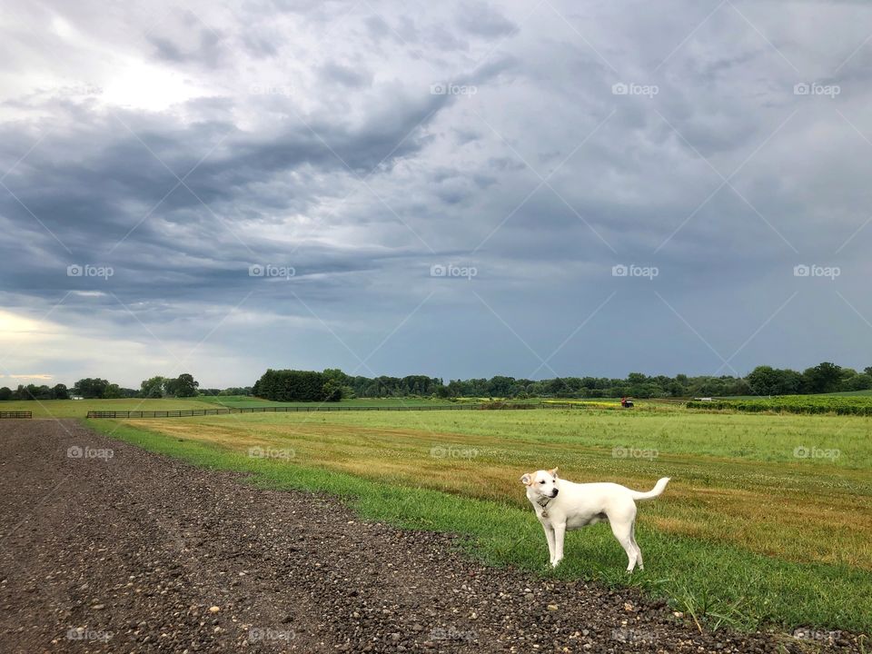 White dog on a country farm road under a stormy sky