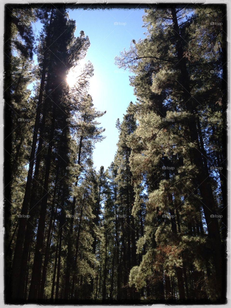 Sun through the trees