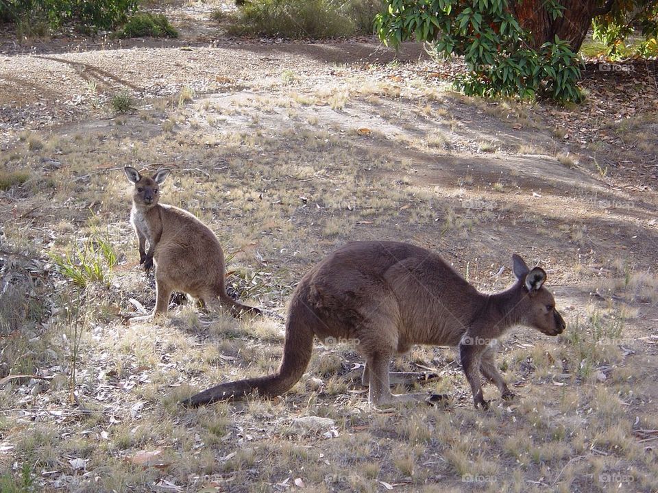 Kangaroos at Kangaroo Island.
