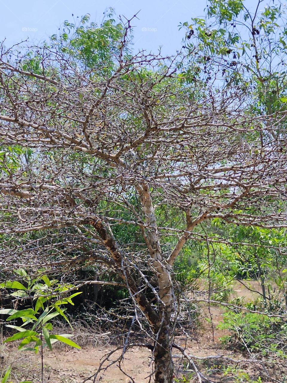 காடு ,tree,forest