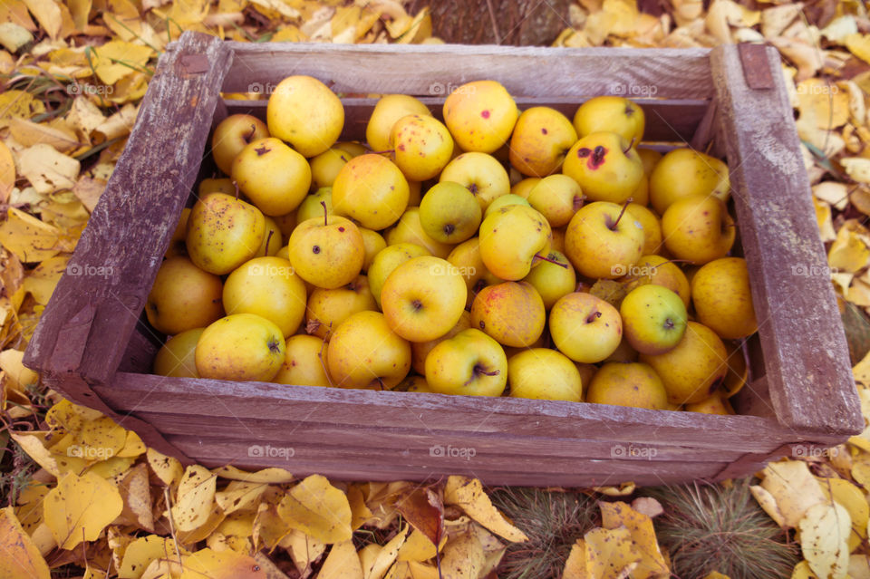 Harvest ripe juicy and tasty apples. Harvested juicy apples from fertile trees.