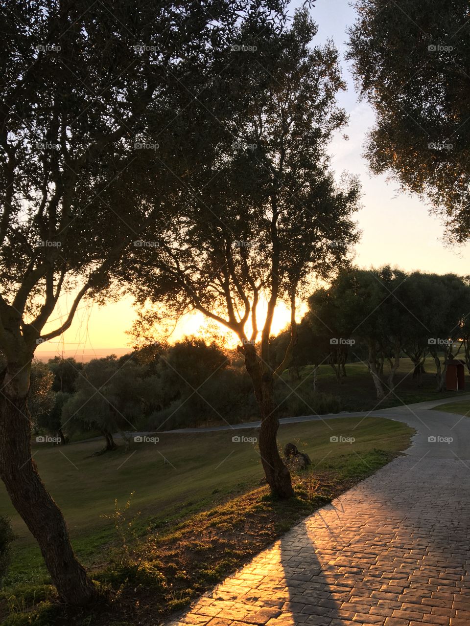 Sun behind Oliver trees