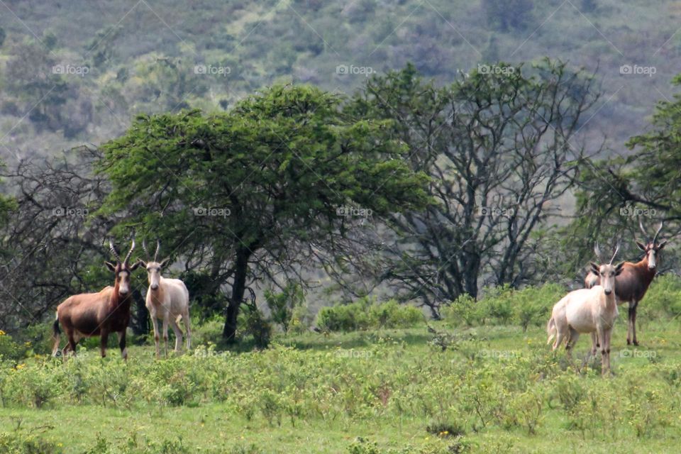 Blesbuck standing on each side of the photo