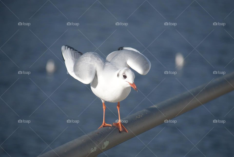 bird, seagull